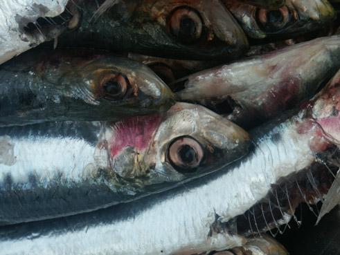 sardines. macrophoto. michel ducruet.