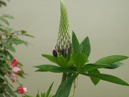 lupin au bord de l'eau. verneusses. photo michel ducruet.