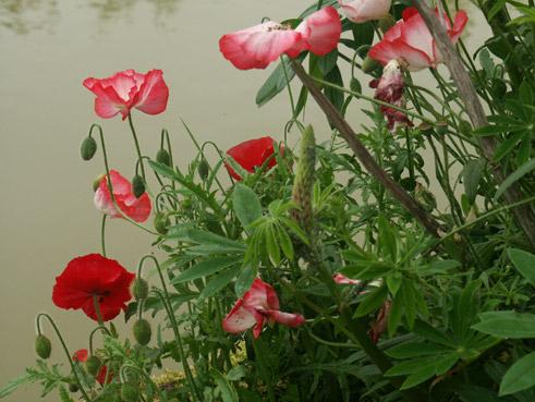 pavots au bord de l'eau. verneusses. photo michel ducruet;