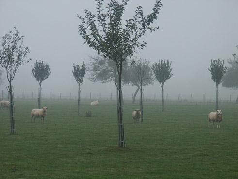 socit idale. Brouillard. verneusses. photo michel ducruet.