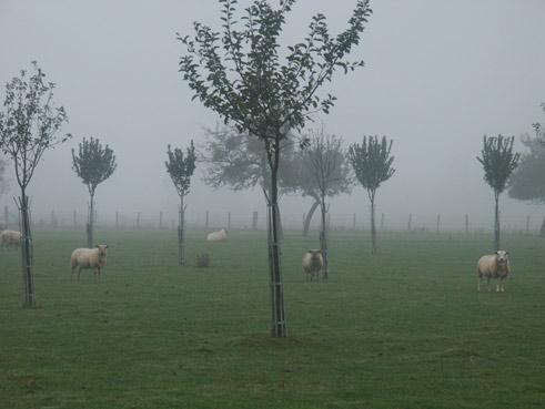 socit idale. Brouillard. verneusses. photo michel ducruet.