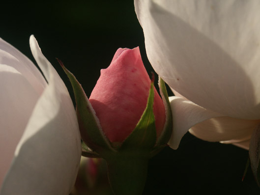 bouton de rose.  photo michel ducruet