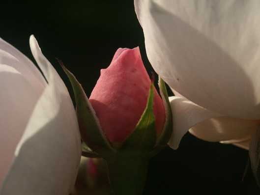 bouton de rose.  photo michel ducruet