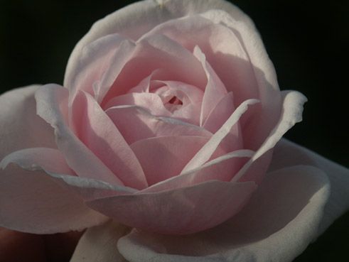 rose anglaise. verneusses. photo michel ducruet.