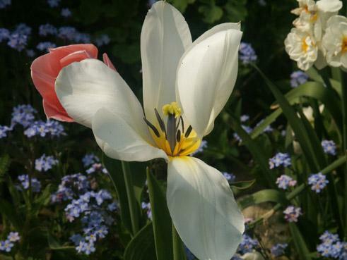 tulipe en pleine terre. verneusses. photo michel ducruet.