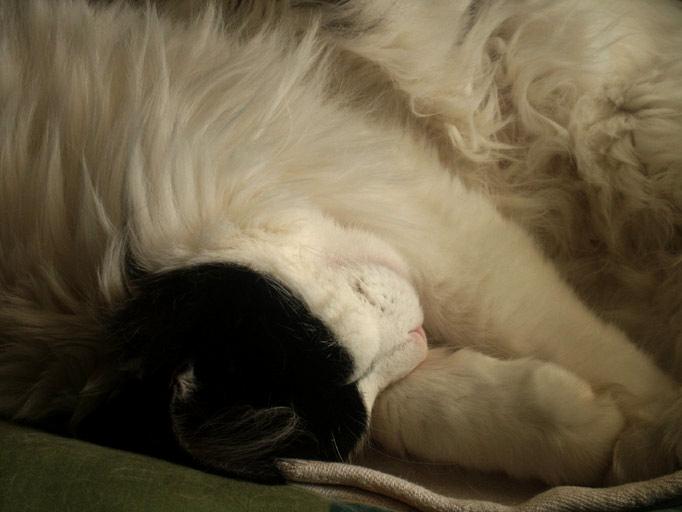 chat endormi. photo michel ducruet.