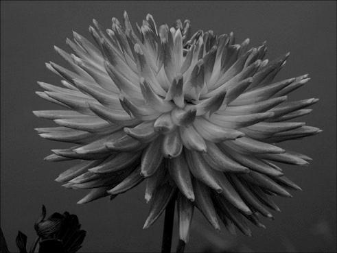 dahlia en noir et blanc. verneusses. photo michel ducruet.