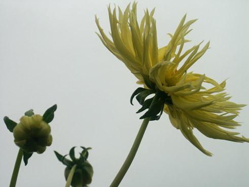dahlias jaunes. verneusses. photo michel ducruet