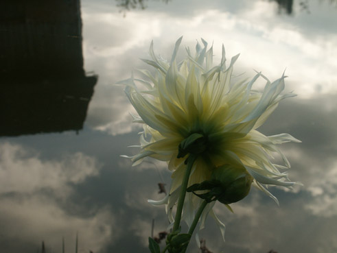 dahlia blanc et reflets . verneusses.photo michel ducruet