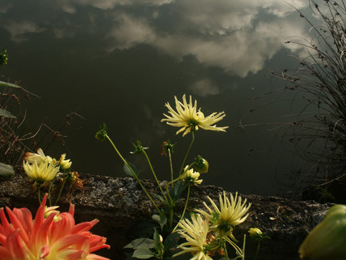 dahlias et reflets . verneusses. photo michel ducruet