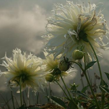 dahlia blanc et reflets . verneusses.photo michel ducruet