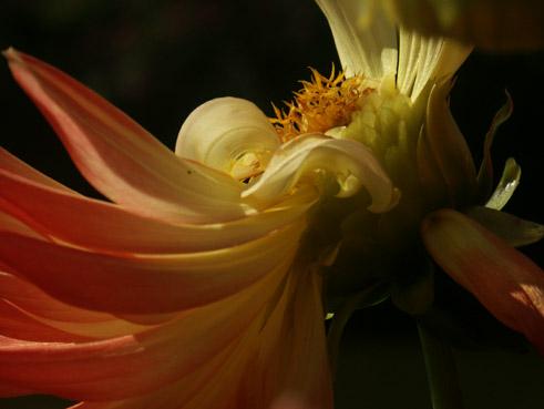 grand dahlia. macrophoto. verneusses.