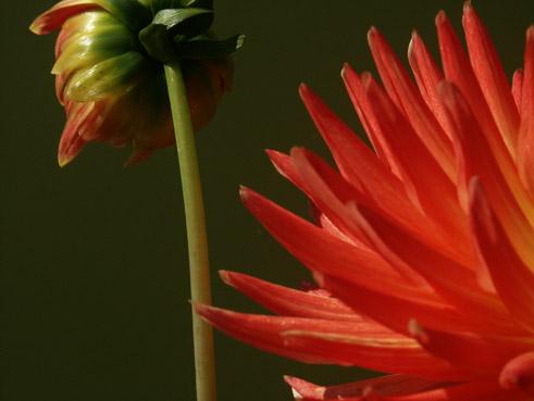 dahlias au bord de l'eau. verneusses. photo michel ducruet