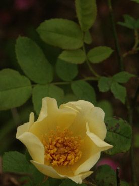 rose jaune. verneusses. photo michel ducruet.