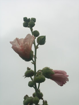 roses trmires. ciel gris . Verneusses. photo michel ducruet.