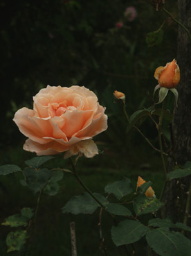 grande rose saumon. verneusses. photo michel ducruet.