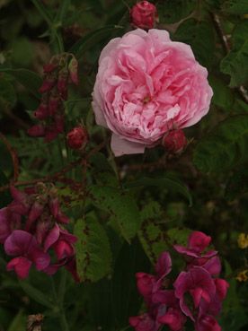 rose. verneusses. photo michel ducruet.