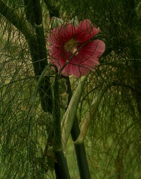 fenouil et rose trmire.Verneusses. photo michel ducruet.