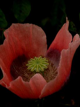 coquelicot. verneusses. photo michel ducruet.