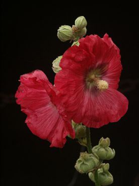 roses trmires. verneusses. photo michel ducruet.