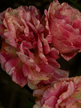 roses delbard. verneusses. photo michel ducruet.