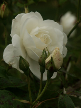 rose fe des neiges. verneusses. photo michel ducruet.