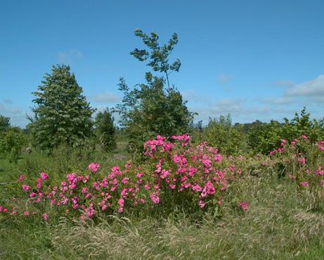 jardin mystrieux photo michel ducruet