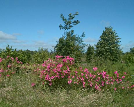 jardin mystrieux photo michel ducruet