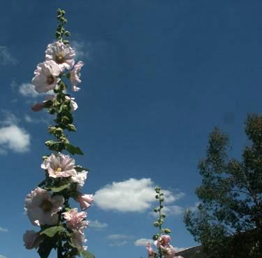 roses trmires. verneusses. photo michel ducruet.