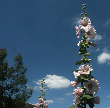 roses trmires. verneusses. photo michel ducruet.