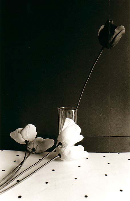 photo michel ducruet, nature morte avec tulipe noire, still life with black tulip