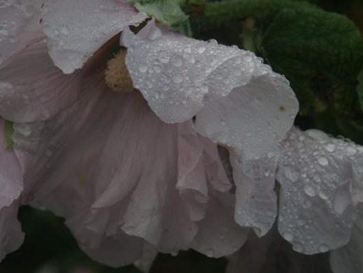 rose trmire. matin d'automne. rose. verneusses. photo michel ducruet.