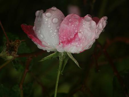 rose,  matin d'automne, rose. verneusses. photo michel ducruet.