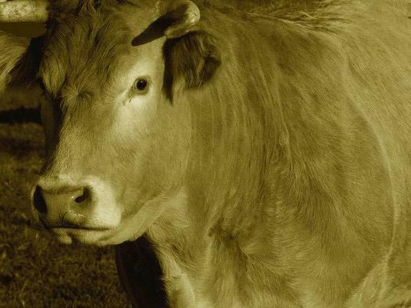 portrait de vache. Blonde d'Aquitaine. photo michel ducruet