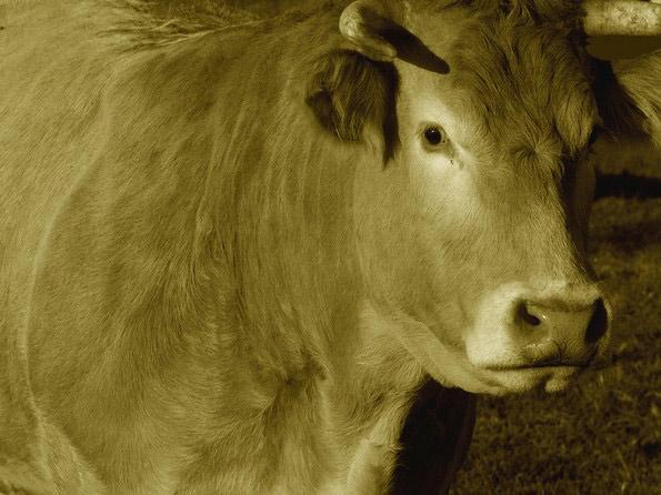 mmoire d'un boeuf... photo michel ducruet.