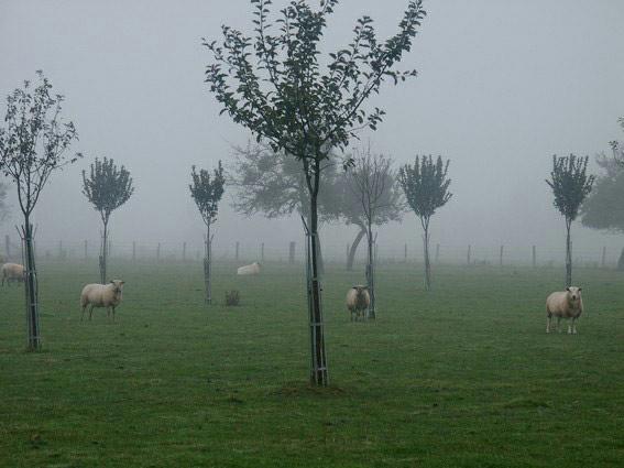 moutons  l'herbage. plantation de pommiers. verneusses. photo michel ducruet.