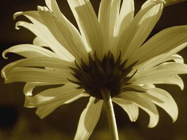 grande marguerite.Verneusses. lumire du jour. spia. photo michel ducruet.