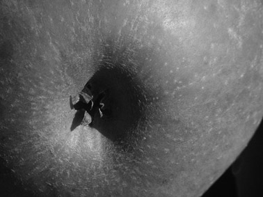 pomme. noir et blanc. photo michel ducruet