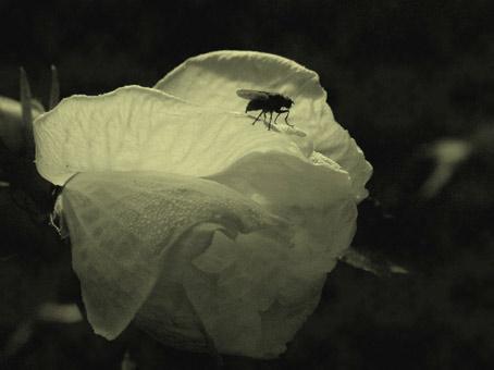 mouche sur ibiscus.Verneusses. lumire du jour. rose. noir et blanc. photo michel ducruet.