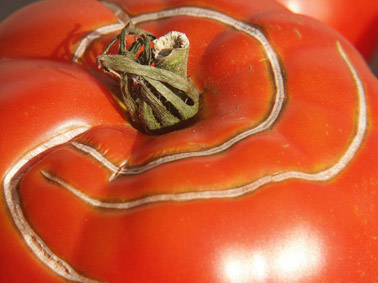 tomate strie. photo michel ducruet.