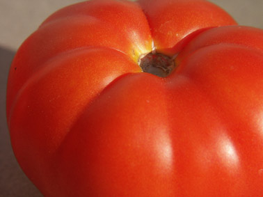 tomate. gros plan. photo michel ducruet.