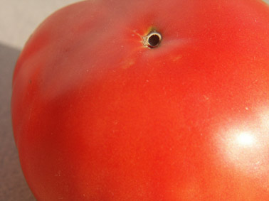 tomate. gros plan. photo michel ducruet.