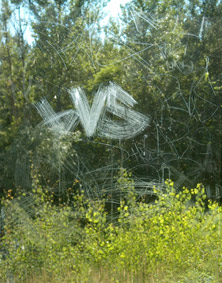 Tags sur les vitres d'un arrt  de train. photo michel ducruet.