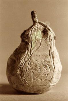 photo michel ducruet, vieille poire, old pear