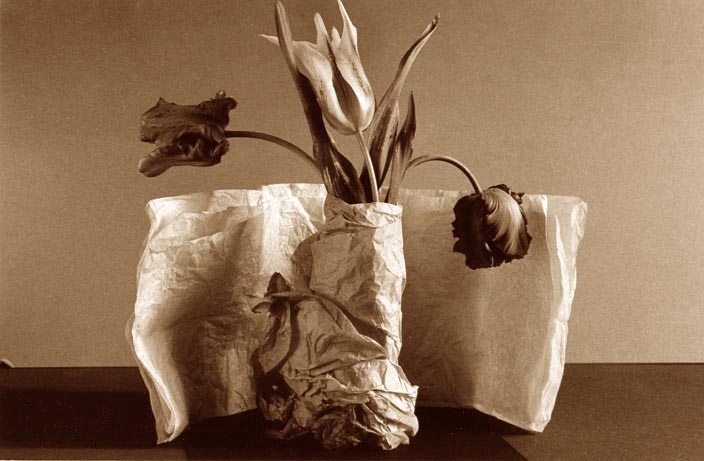 tulipes folles, mad tulips, still life, nature morte