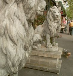 Le roi des animaux. Paris. photo michel ducruet