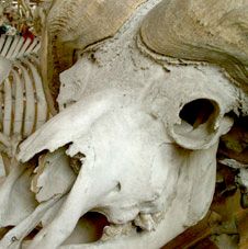 fossile du jardin des plantes. Paris. photo michel ducruet