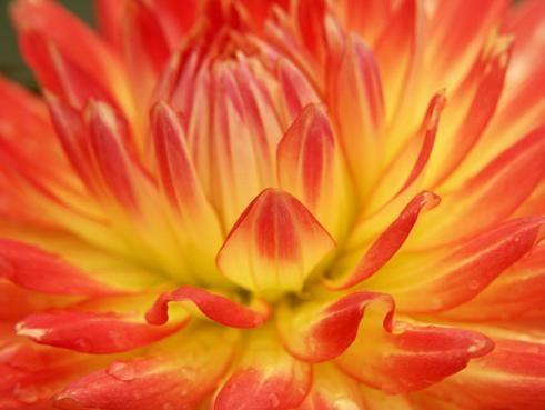 dahlia rouge jaune en macrophoto. verneusses. michel ducruet