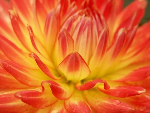 dahlia rouge jaune en macrophoto. verneusses. michel ducruet.