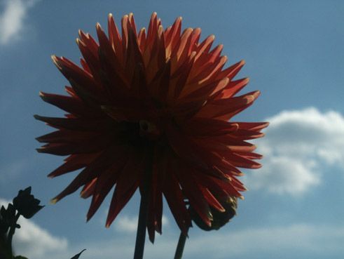 grand dahlia rouge. verneusses. photo michel ducruet